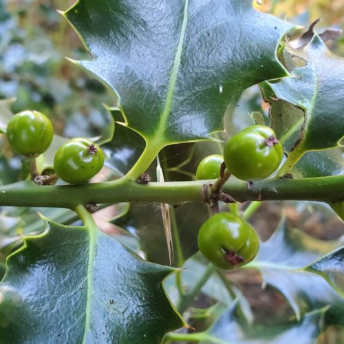 Common Holly