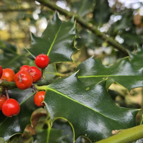Common Holly
