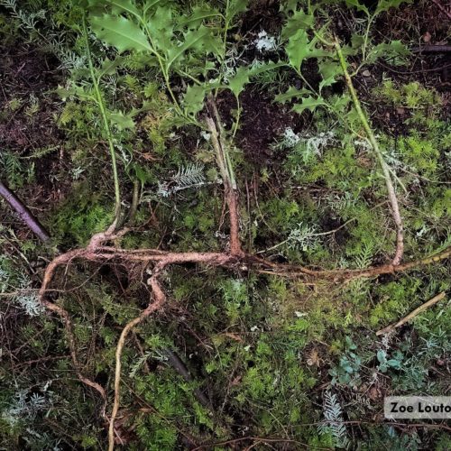 Common Holly