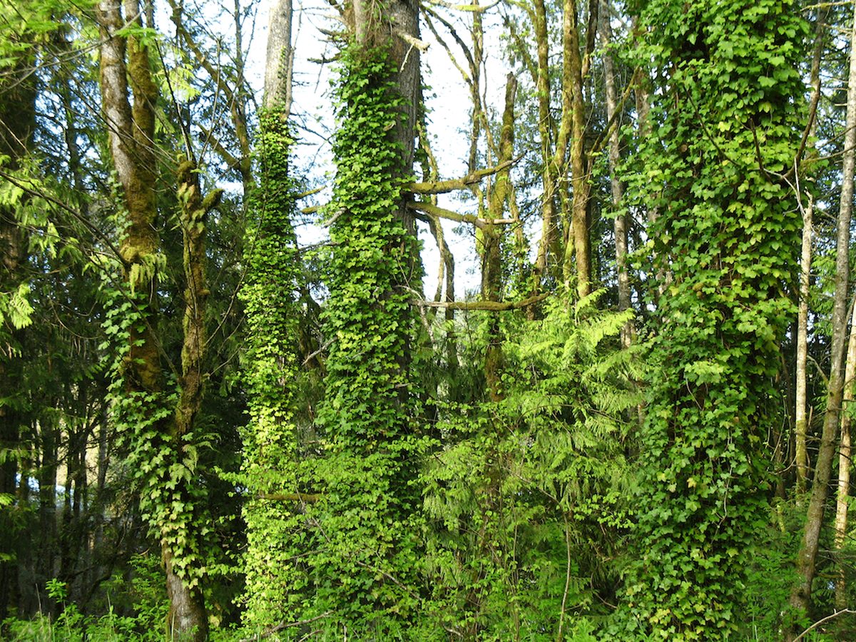 Image of English ivy invasive weed