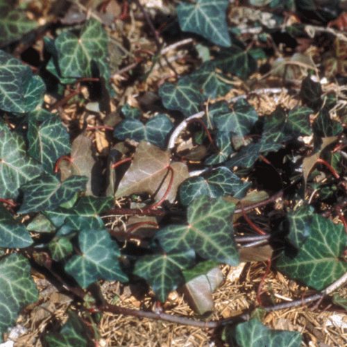 English ivy identification and control: Hedera helix - King County,  Washington