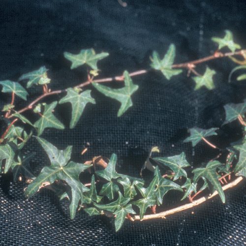 English ivy identification and control: Hedera helix - King County,  Washington