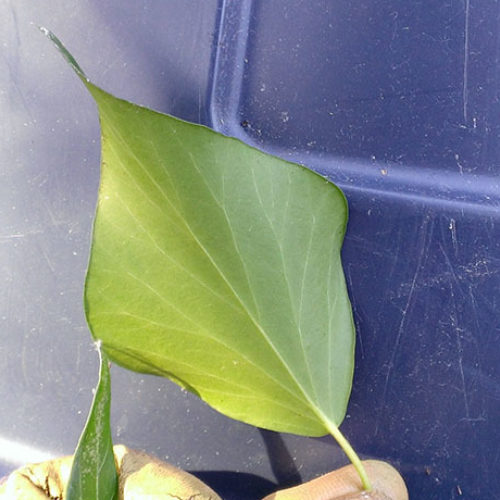 English ivy identification and control: Hedera helix - King County,  Washington