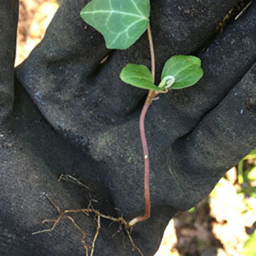 English ivy identification and control: Hedera helix - King County,  Washington