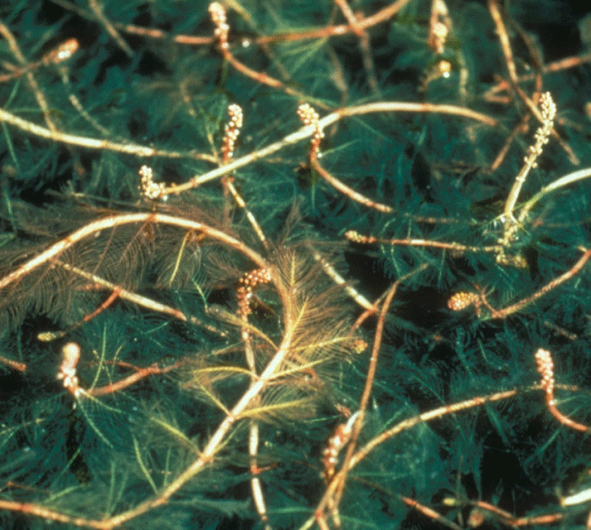 Eurasion Water Milfoil 39