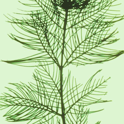 Eurasian Watermilfoil