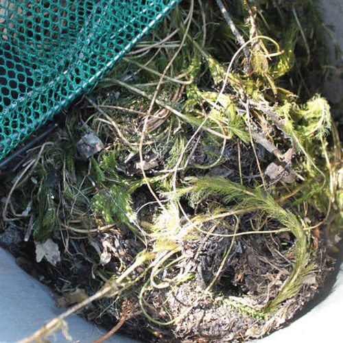 Eurasian Watermilfoil