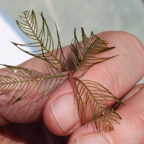 Eurasian Watermilfoil