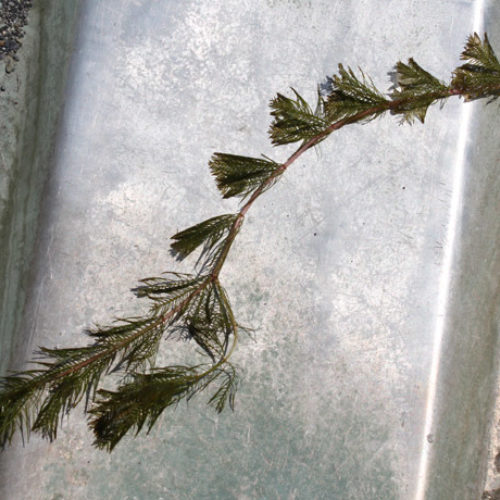 Eurasian Watermilfoil