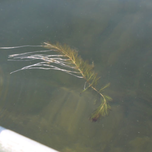 Eurasian Watermilfoil