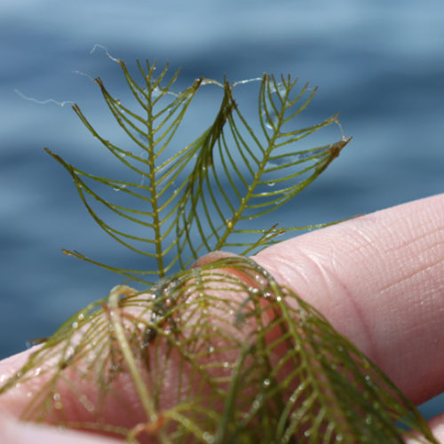 Eurasian Watermilfoil