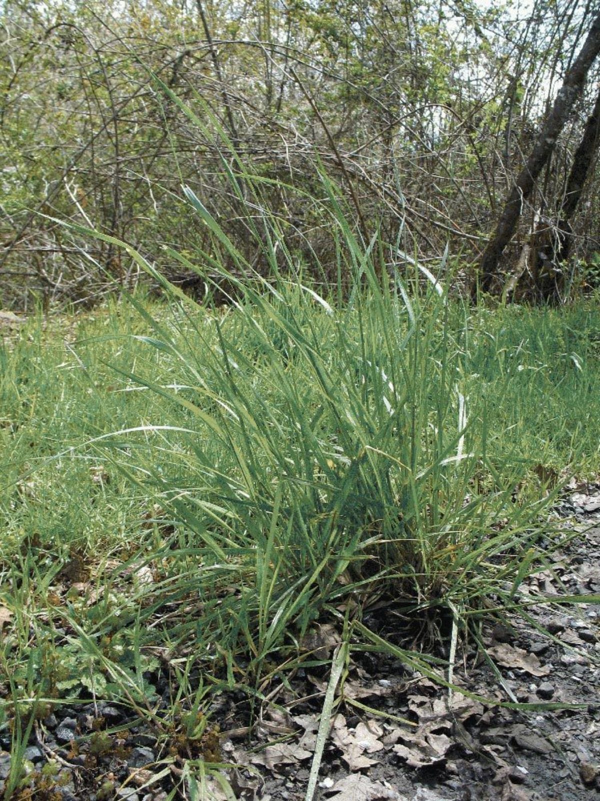 False Brome False Brome