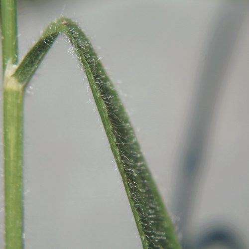 Slender False Brome - LINCOLN SOIL AND WATER CONSERVATION DISTRICT