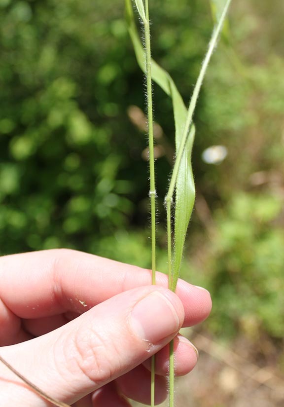 How To Get Rid Of Brome Grass Fighting Foxtail In A Small Pasture Uc