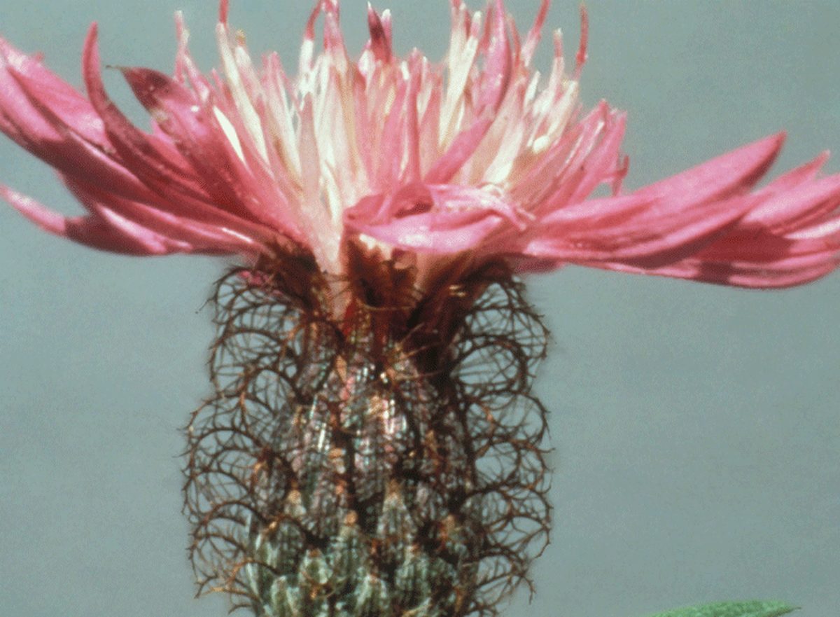 Featherhead Knapweed Featherhead Knapweed