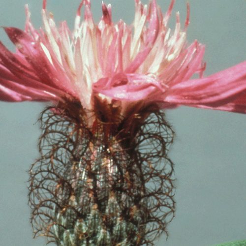 Featherhead Knapweed