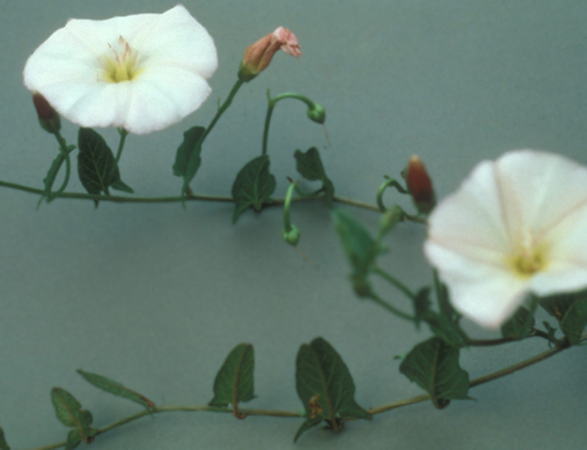 Field Bindweed Field Bindweed