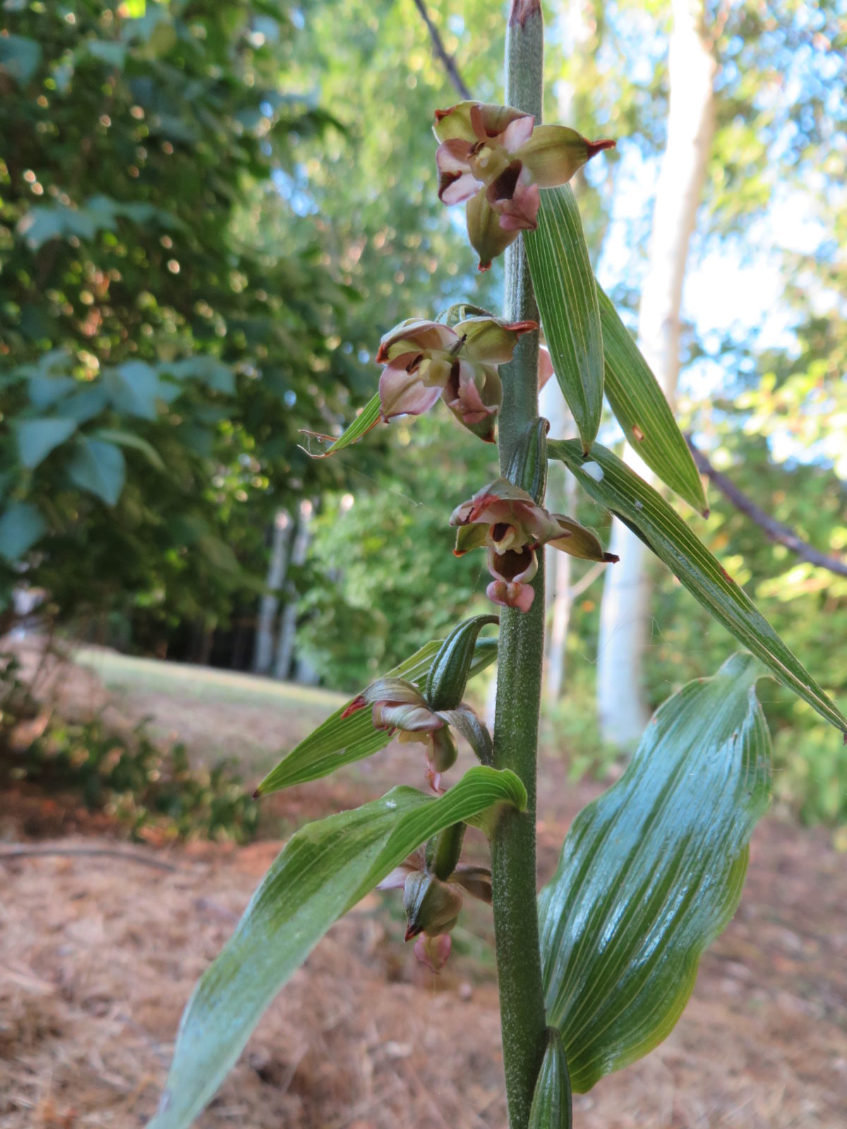 Garden Helleborine Garden Helleborine