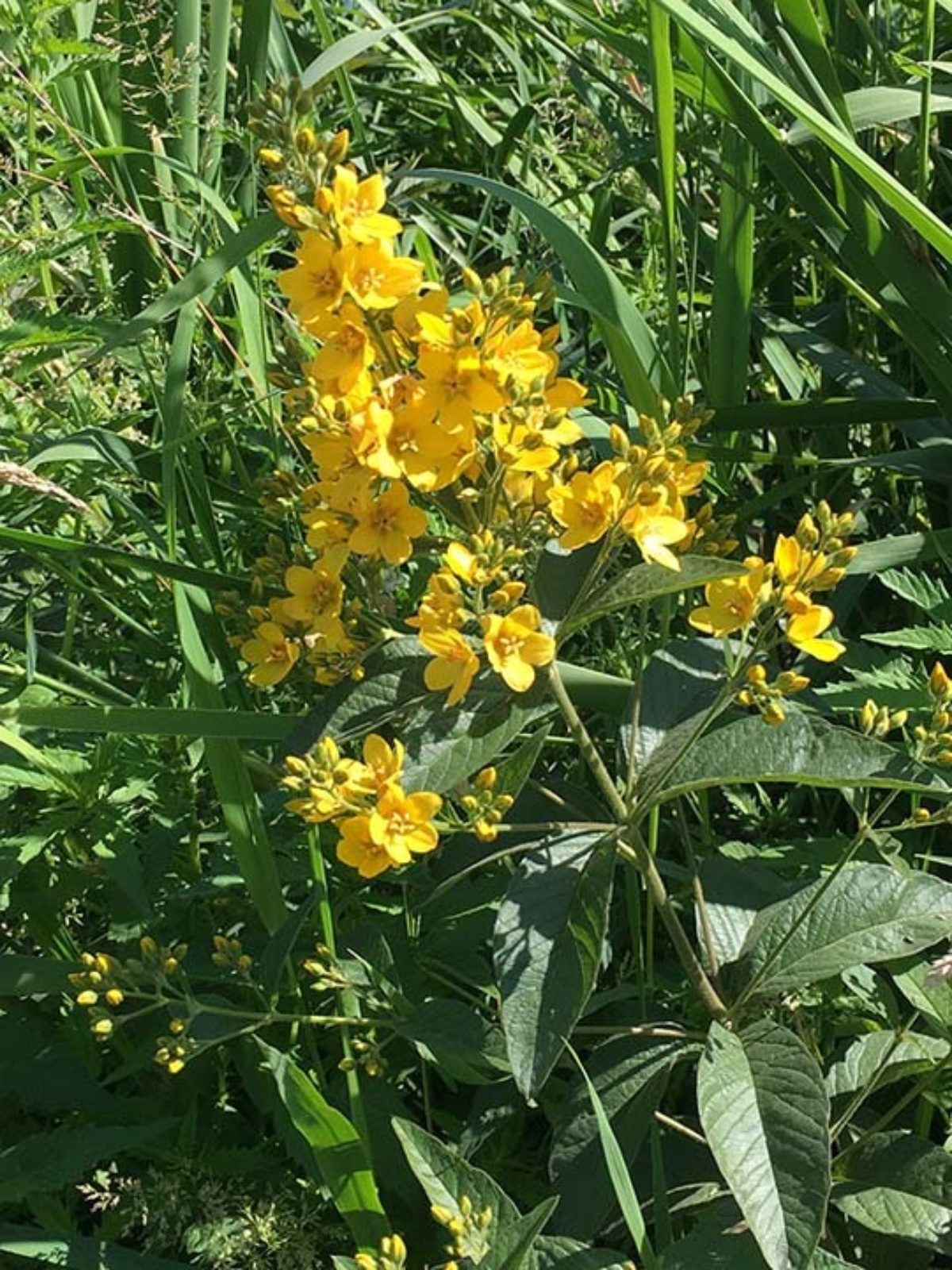 Garden Loosestrife