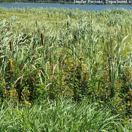 Garden Loosestrife