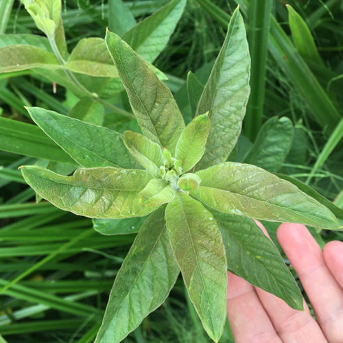 Garden Loosestrife