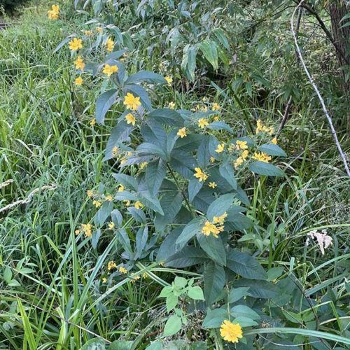 Garden Loosestrife