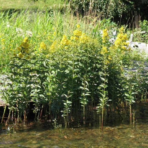 Garden Loosestrife