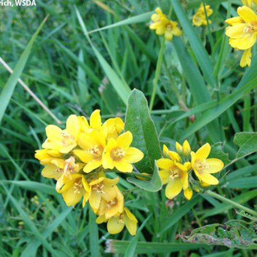Garden Loosestrife