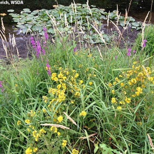 Garden Loosestrife