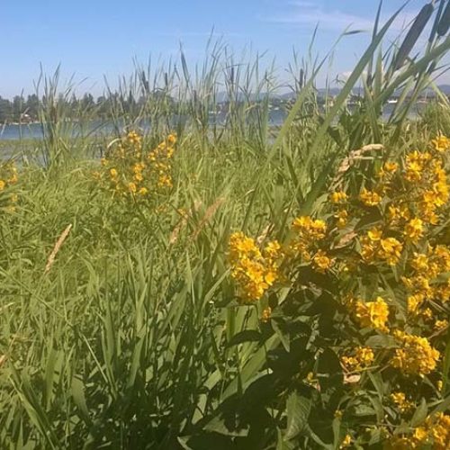 Garden Loosestrife