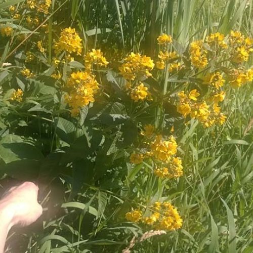 Garden Loosestrife