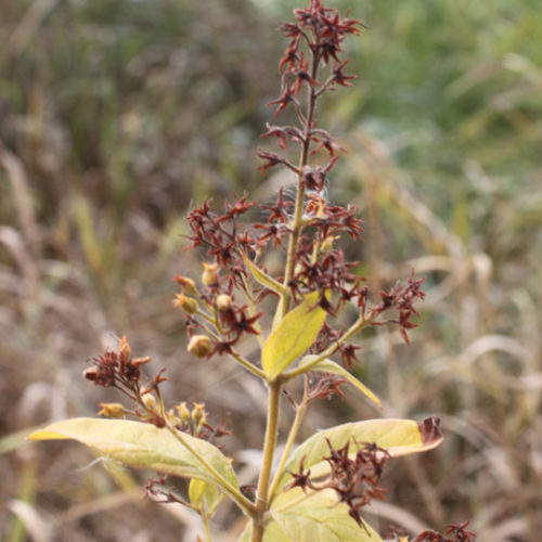 Garden Loosestrife