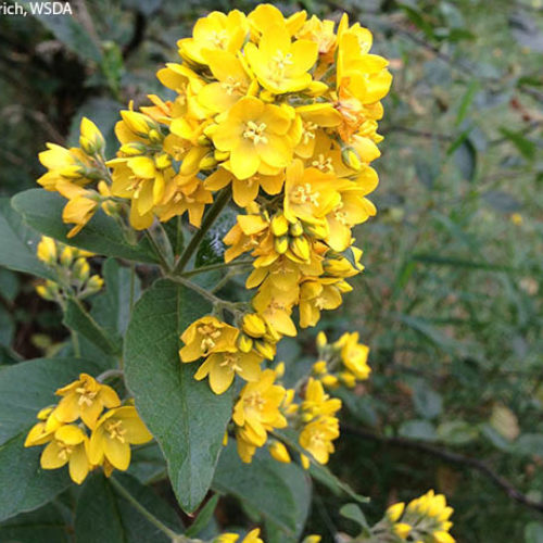 Garden Loosestrife