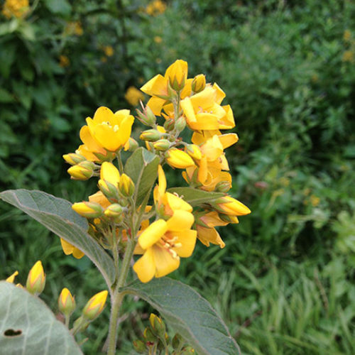 Garden Loosestrife