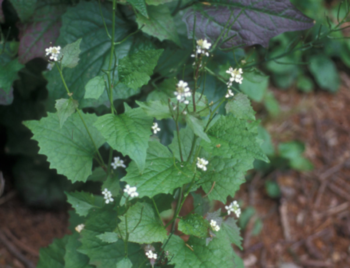 Garlic Mustard Garlic Mustard