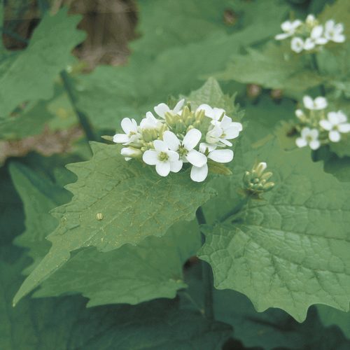 Washington State Noxious Weed Control Board