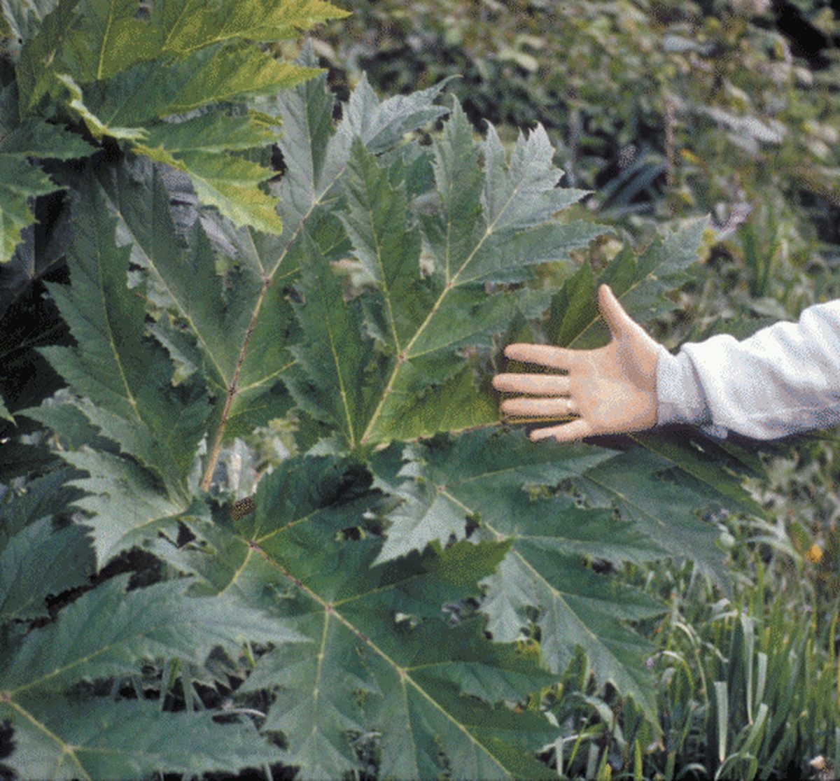 Giant Hogweed Giant Hogweed
