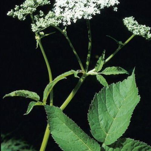 Goutweed