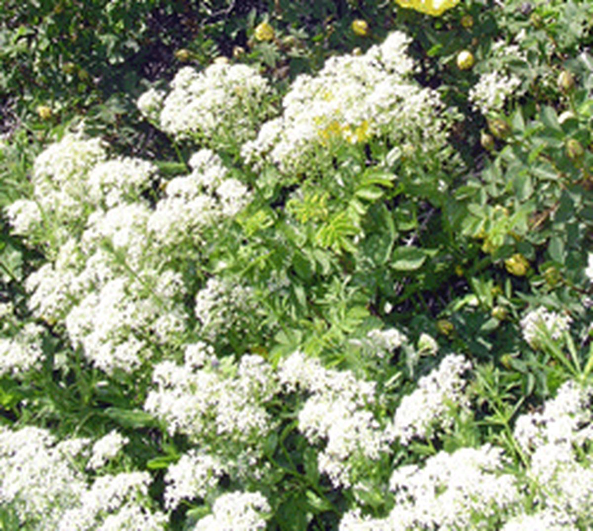 Hairy Whitetop Hairy Whitetop