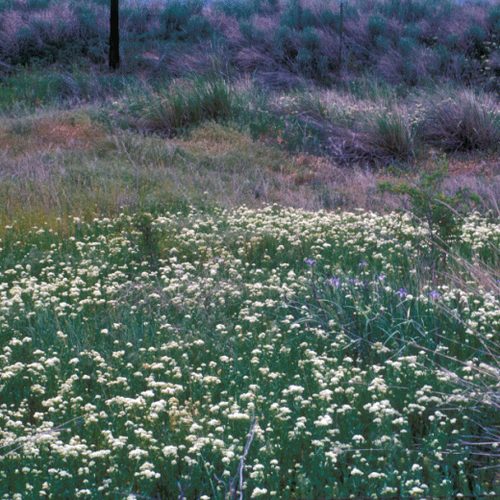 Hairy Whitetop