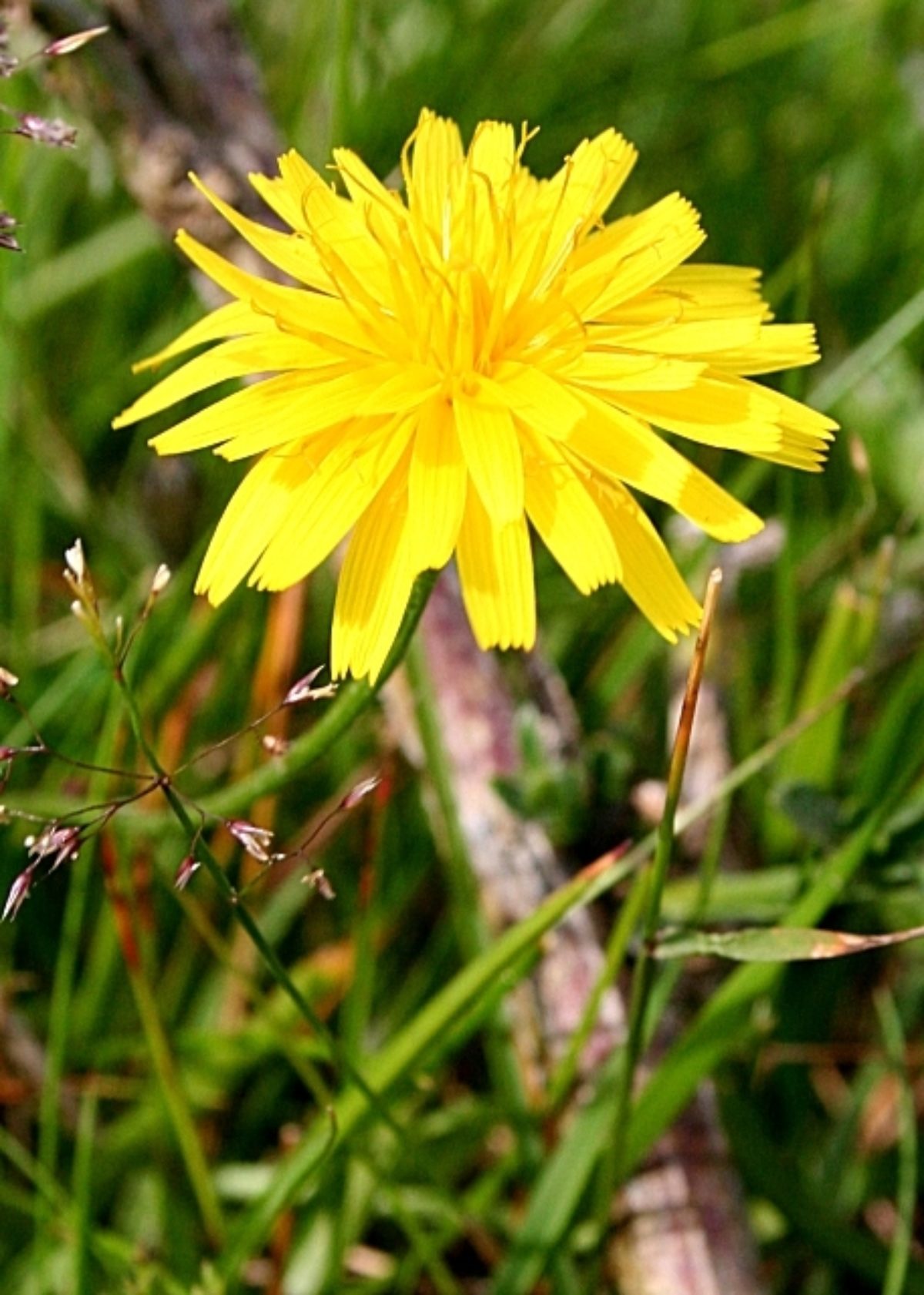 Non-Native Hawkweed Species Non-Native Hawkweed Species