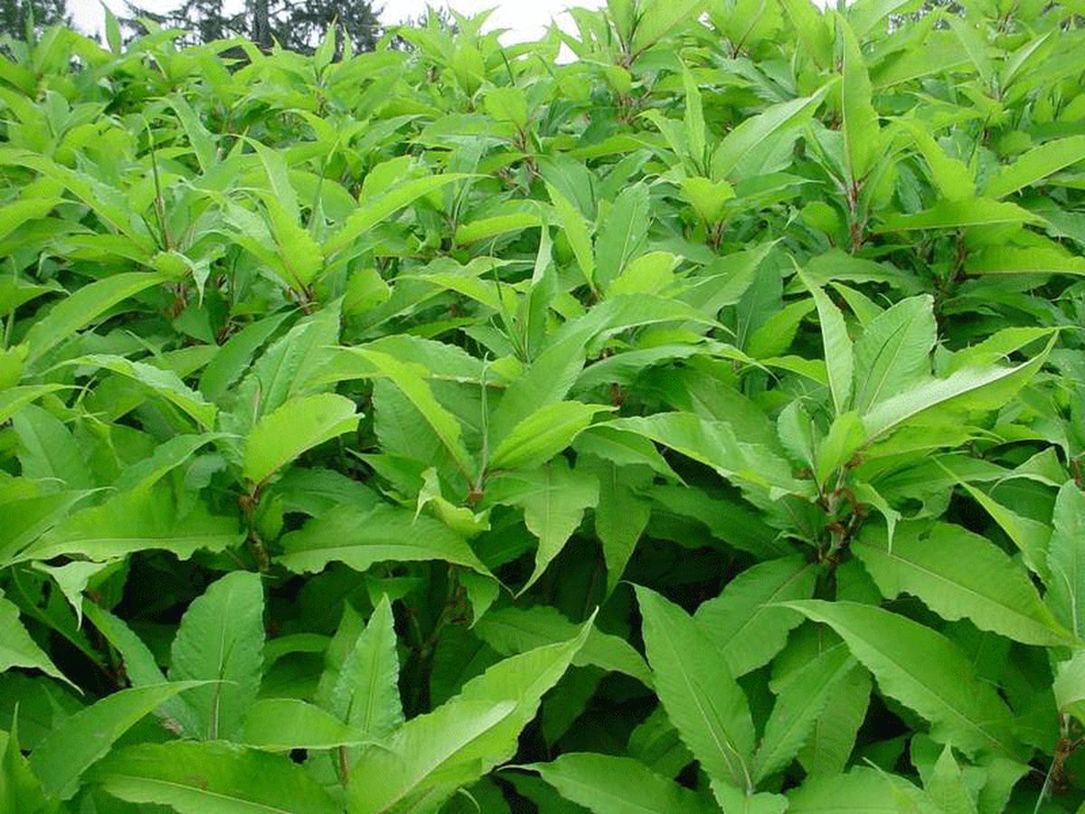 Himalayan Knotweed Himalayan Knotweed