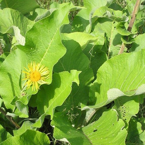 Inula