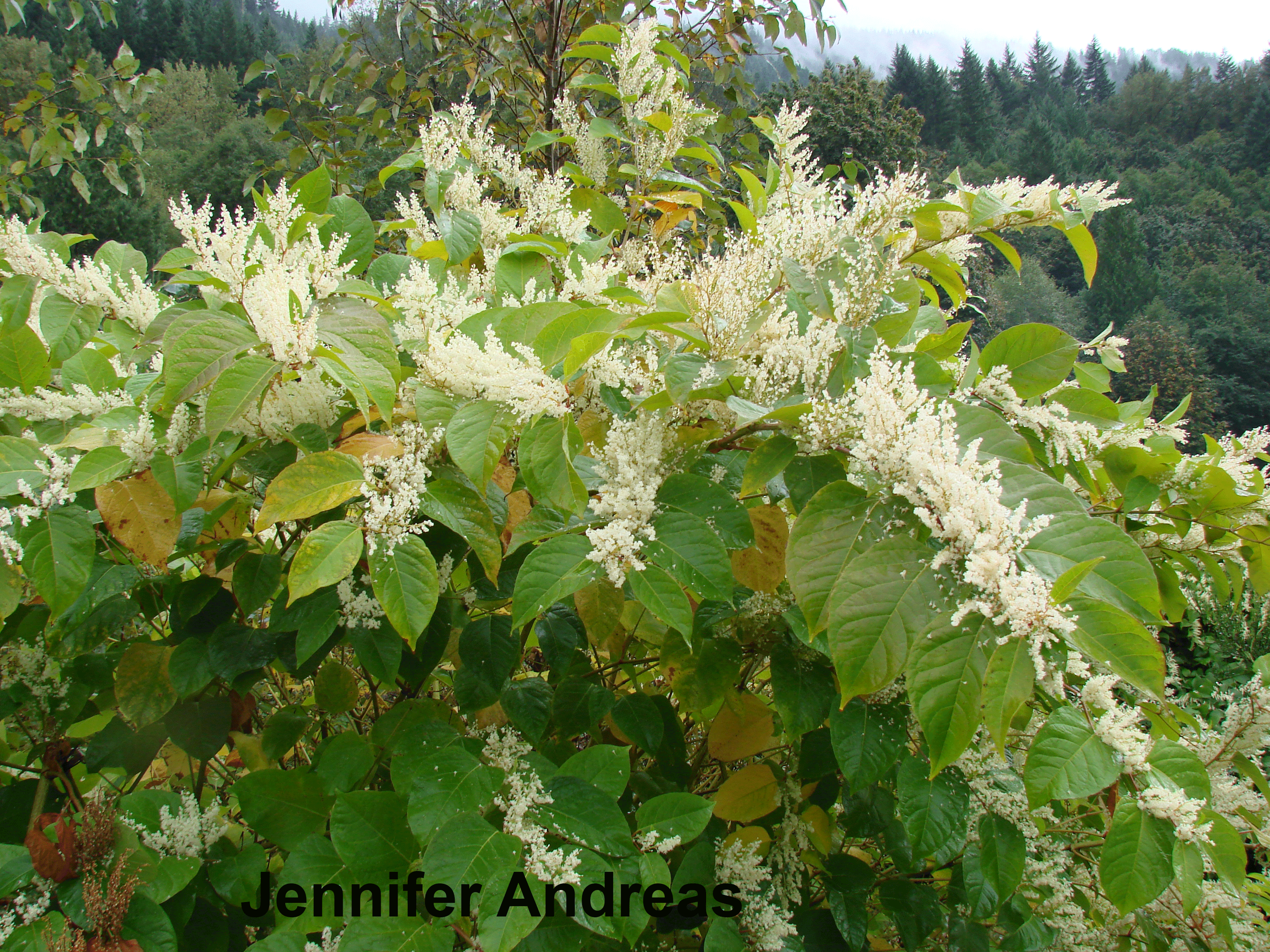 Image of Noxious weed Japanese knotweed