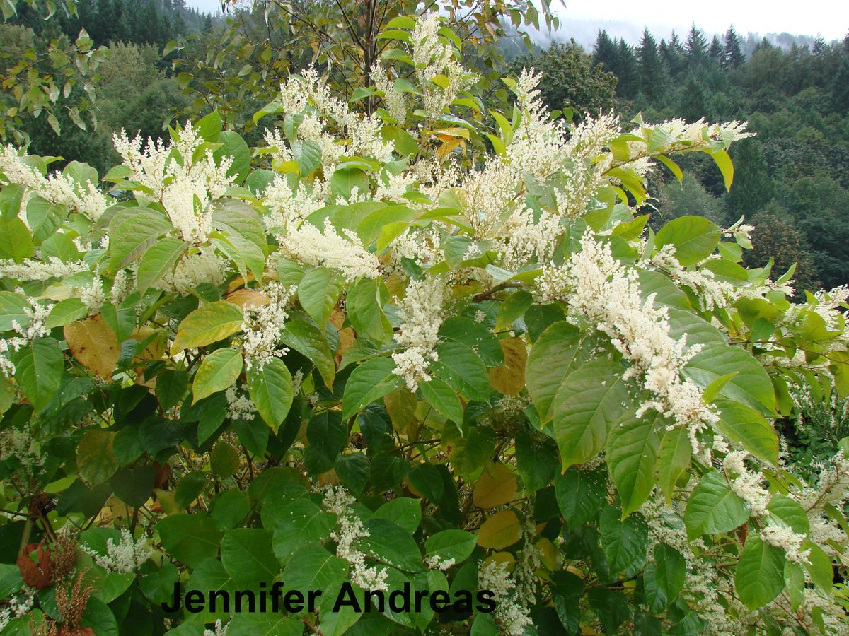 Washington State Noxious Weed Control Board