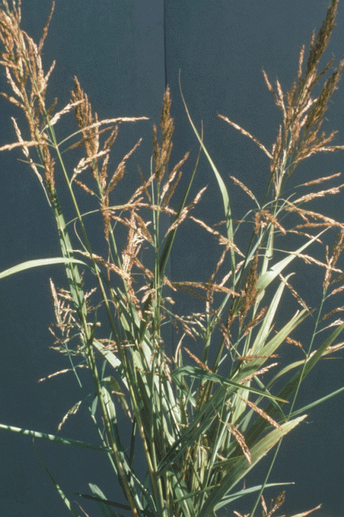 Weekly Weed: Johnsongrass (Sorghum halepense)