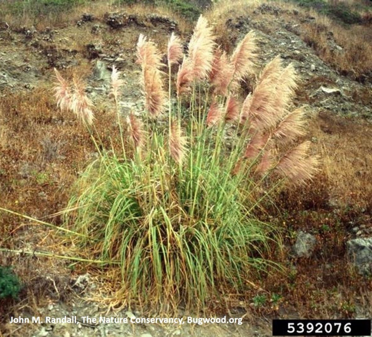 Jubata Grass Jubata Grass