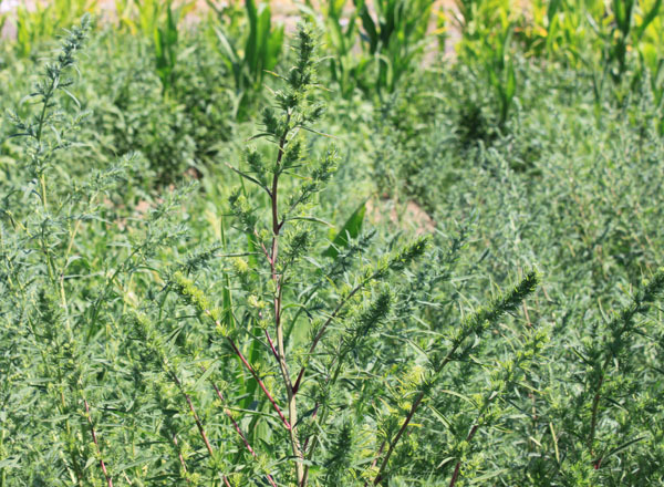 washington state noxious weed control board kochia weed