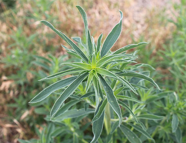 washington state noxious weed control board kochia weed