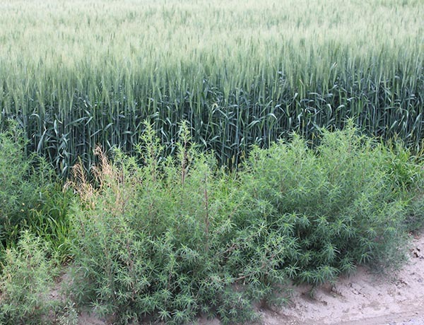 washington state noxious weed control board kochia weed